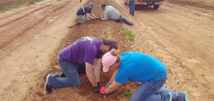 planting peach trees